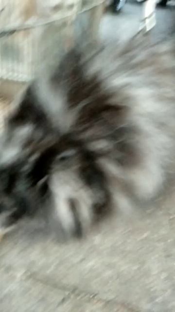 Blue Merle Pomeranian 🐶🐶🐶 смотреть онлайн
