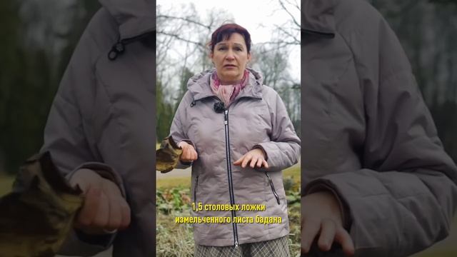 Не выбрасывайте такие листья! Они лечат простуду и воспаления! Польза старых листьев бадана смотреть онлайн