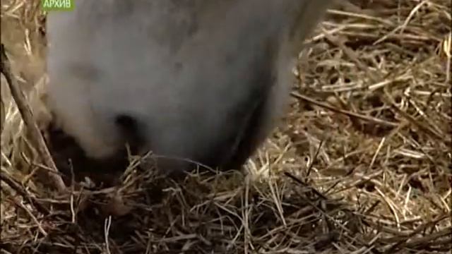 Компенсация за овец и коров смотреть онлайн