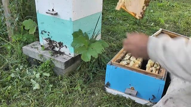 Улей,похожий на дупло смотреть онлайн