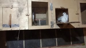 клетка для спаривания голубей.