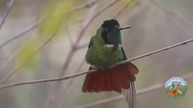 Beija-flor-de-gravata-vermelha Augastes lumachella Hooded Visorbearer смотреть онлайн