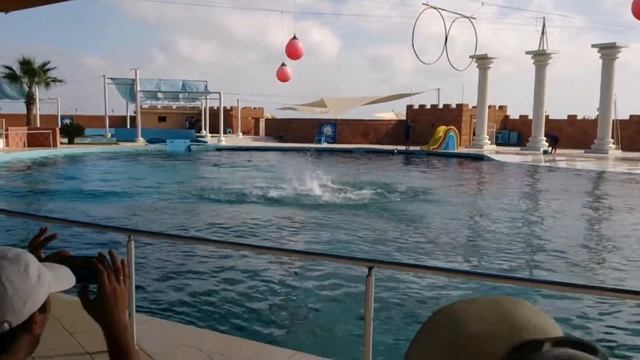 Шоу дельфинов смотреть онлайн