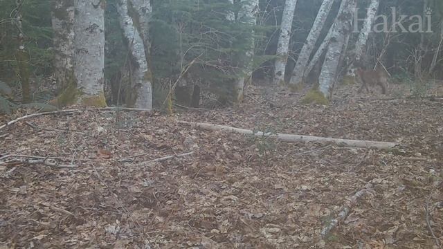Field Notes: Trail Cameras Capture Animals Enduring the Challenges of a Vancouver Island Winter смотреть онлайн