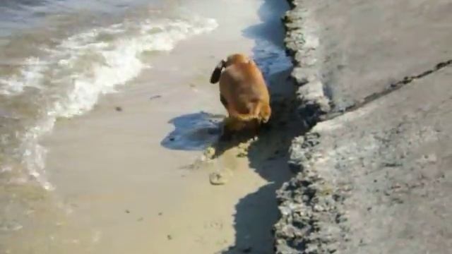 Как собака чистит воду ,и реагирует на шум воды в песку. смотреть онлайн