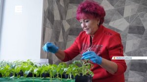 Жительница Минусинска выращивает более 80 редких сортов томатов и перцев из разных стран.