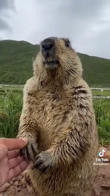 Бобер курва смотреть онлайн