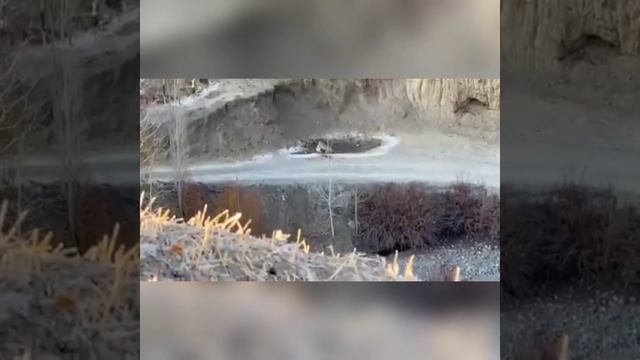 tiger dangerous attack on Markhor|National|Animal|#veral Video. смотреть онлайн