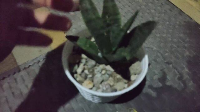 My Compact Sansevieria/ Small Snake Plant Collections смотреть онлайн