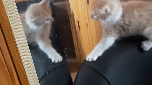 кот симба наподает на свое же отражение смотреть онлайн