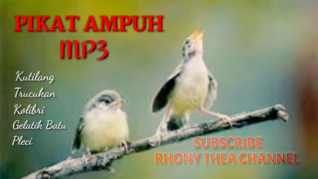 PIKAT MP3 AMPUH || SUARA KUTILANG || TRUCUKAN || PLECI || GELATIK BATU || KOLIBRI смотреть онлайн