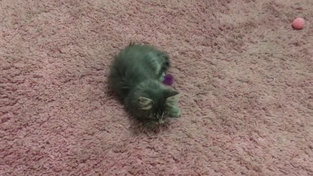 Маленький шкодник 😊😁 смотреть онлайн