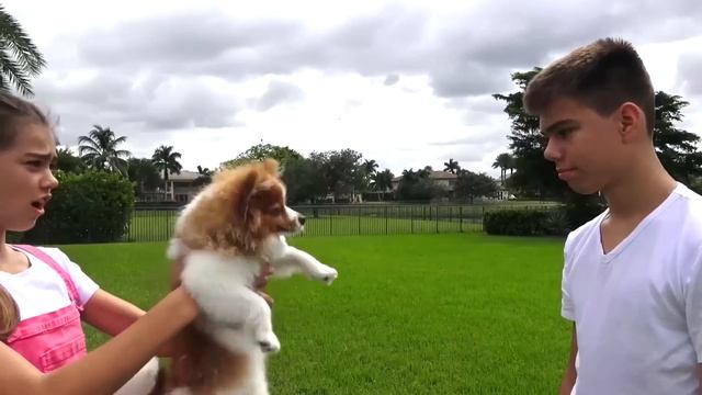 Mia Nastya y Artem bañan al cachorro Marty смотреть онлайн