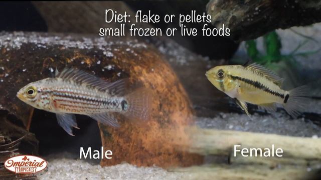 Alto Tapiche (Apistogramma sp.)🐟❤️ #imperialtropicals смотреть онлайн