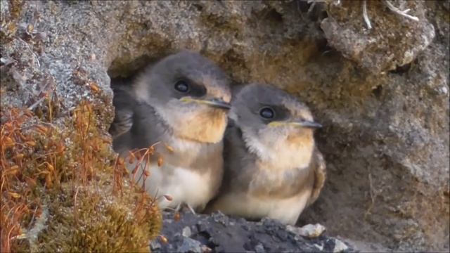 Putni / Birds : Krastu čurkstes /Riparia riparia/. Sand martin. Uferschwalbe. смотреть онлайн