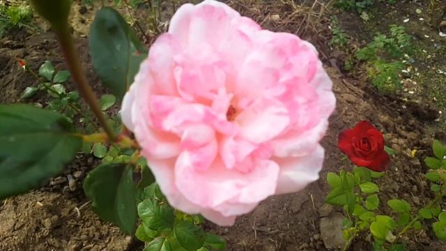 Есть кому берёзу заломати…))) смотреть онлайн