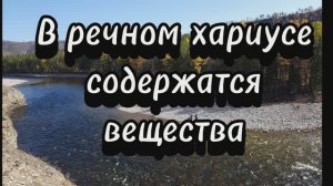 Хариус  при приготовлении женских рук не терпит)))
Вкусный ужин за 40 минут из хариуса