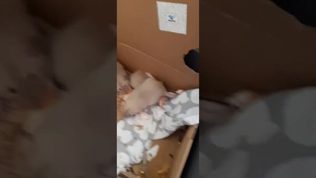 Крысята дамбо сиамы черноглазые смотреть онлайн