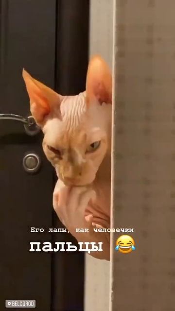 Инопланетяне среди нас | лапа как человеческая рука | сфинкс | Sphinx | Sphynx смотреть онлайн