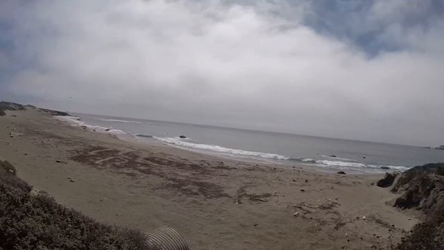 [GIANTS] Elephant Seals of San Simeon California | Family outing | Explore with AllieVenture смотреть онлайн