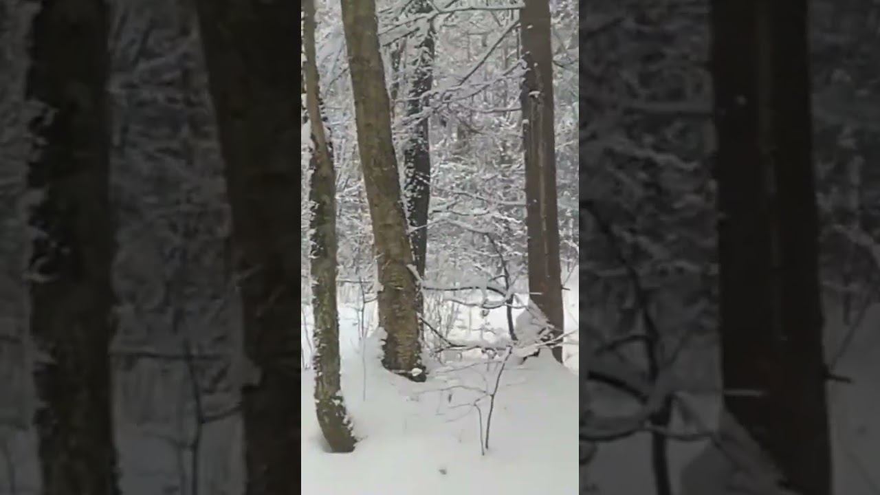 Прогулка в зимнем апрельском лесу/A walk in the winter April forest 08.04.2025 #shorts смотреть онлайн