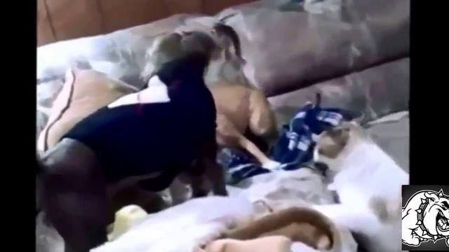 Кошки против Собак Приколы с Животными смотреть онлайн