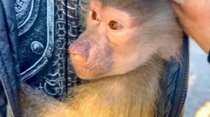 Я давно так НЕ СМЕЯЛАСЬ! Люська увидела Олега Зубкова и РВАНУЛА со всех лап ПРЯТАТЬСЯ)))