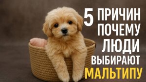 5 причин почему люди выбирают Мальтипу!