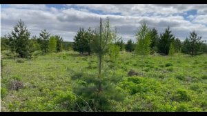 Поиск с Minelab Equinox 900. Свежий воздух, природа, коп, деревенские дела) #metaldetecting #коп