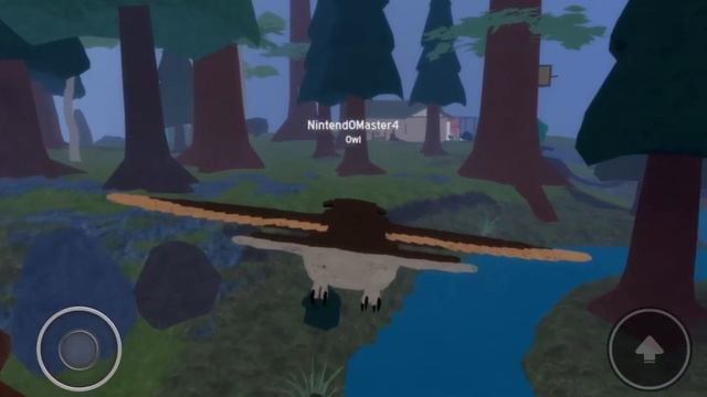 NEW OWL MODEL SHOWCASE | Feather Family Roblox смотреть онлайн