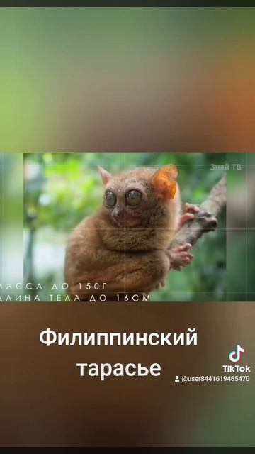 чудо примат, Филиппинский Тарасье смотреть онлайн