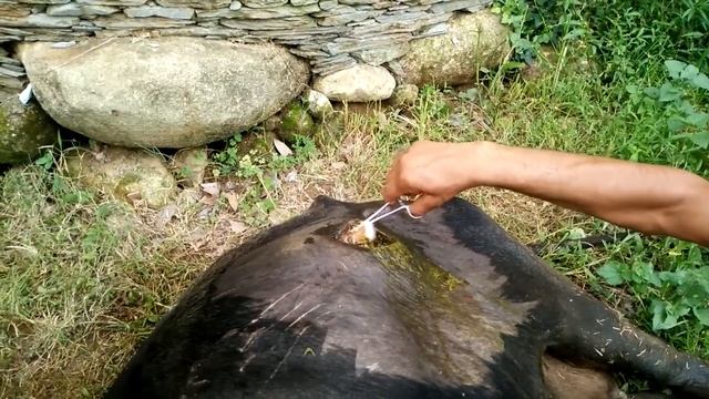 Animal welfare: Injured cow with water and dung falling out of her stomach смотреть онлайн