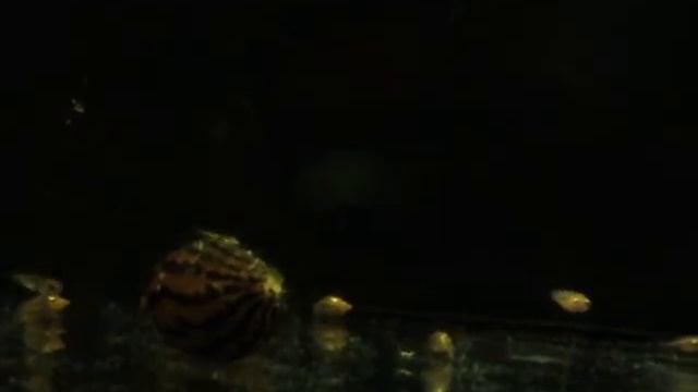 Hemichromis lifalili смотреть онлайн