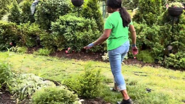 Island Garden: Transplanting Cleome Seedlings, English Thyme… смотреть онлайн