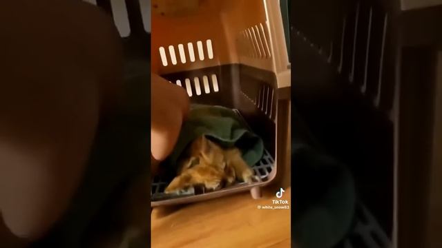 Debemos cuidar a los animales.Perro salva a un gatito de que se estaba ahogando. смотреть онлайн