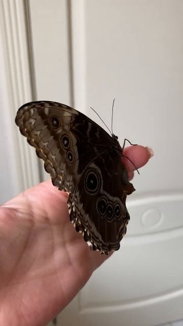 4k Amazing Colorful Butterfly смотреть онлайн