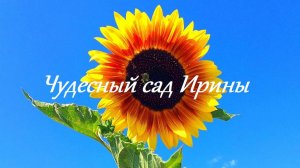 Декоративный подсолнечник. Неприхотливый и эффектный однолетник