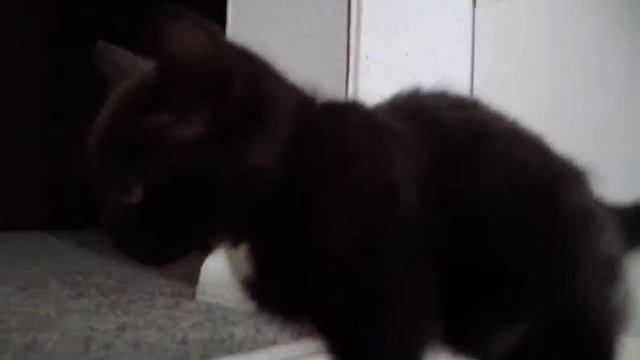 Очень смешной прикол с котом смотреть онлайн