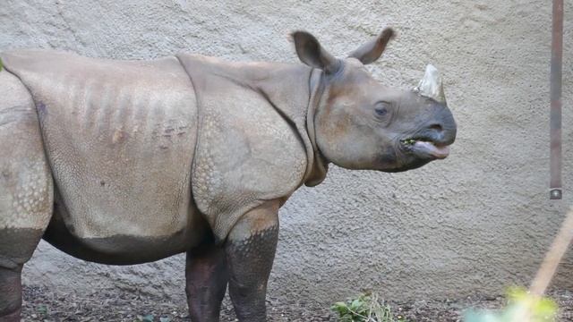 Rhinoceros Marshall LA Zoo Los Angeles California USA November 9, 2023 Rhino смотреть онлайн