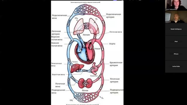 Гепатит. Рамунас Рачкаускас - автор симбиотического метода питания ZOE. Вебинар от 16 Апреля 2025 г