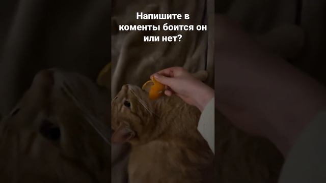 Мой кот нюхает мандарин 🍊#shorts смотреть онлайн