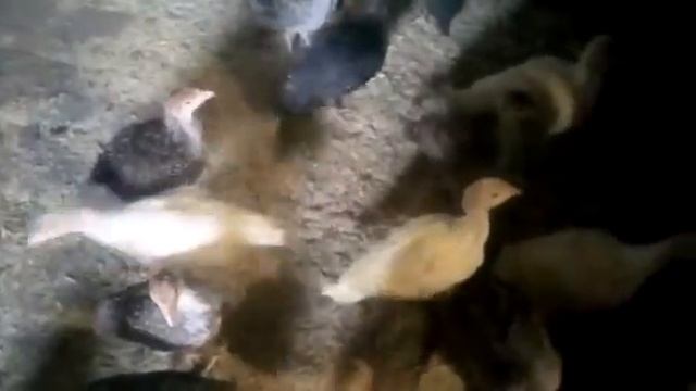 индюки - растут смотреть онлайн