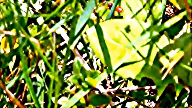 Naturbeobachtung Gewöhnliche Blutbiene(Sphecodes ephippius(L. 1767)) im Flug über eine Wiese смотреть онлайн