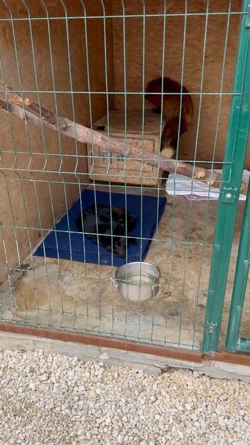 В приюте у кошек карантин,приболели.