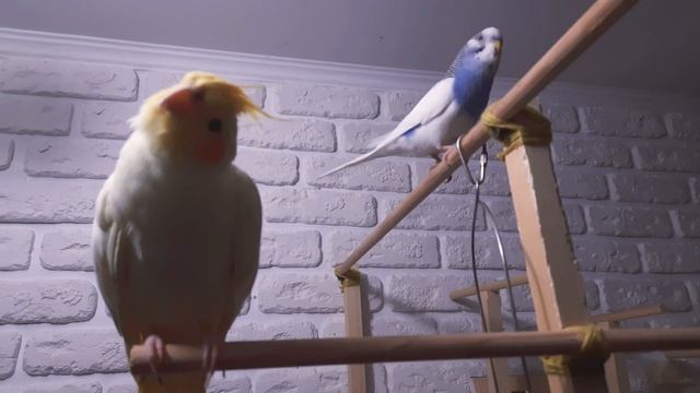 🧿Когда вокруг суета, а ты "поймал дзен"🦜 смотреть онлайн