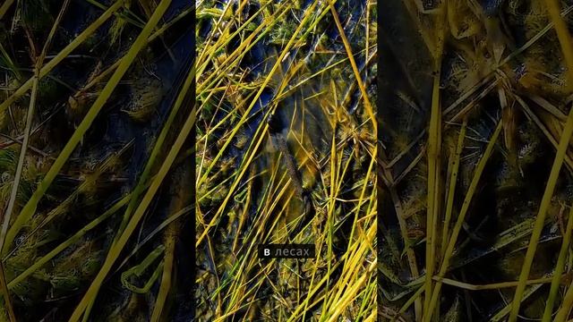 Как пиявки цепляются к людям😨 #рекомендации #факты смотреть онлайн