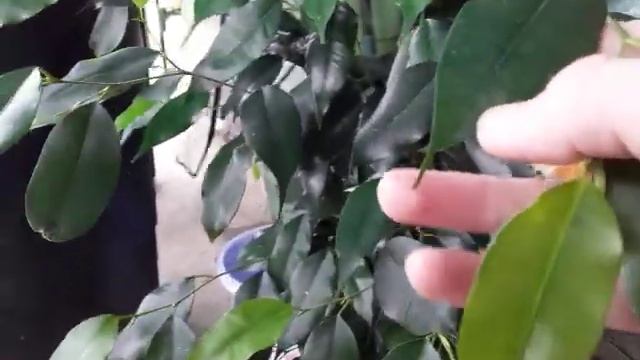 Introduction to Ficus and their darkside смотреть онлайн