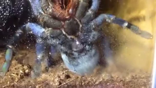 Cobalt Blue Female Mature Spider смотреть онлайн