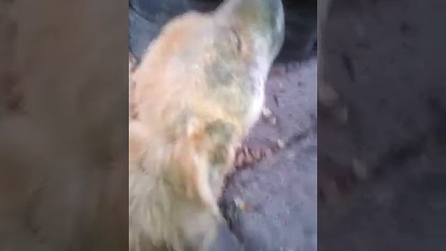 Поющие собаки) смотреть онлайн