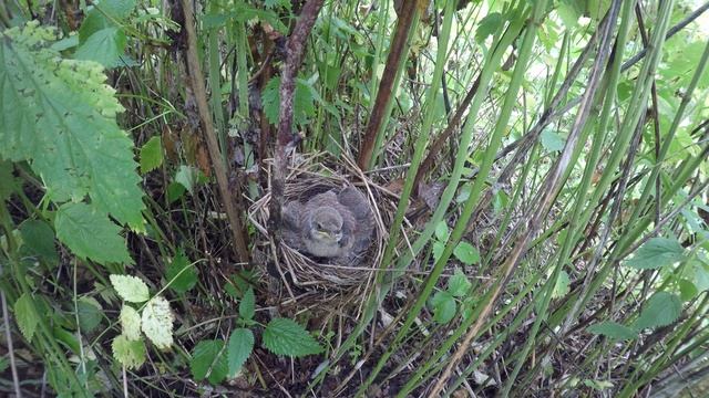 Жулан170619 14 0702 GP4 3 смотреть онлайн